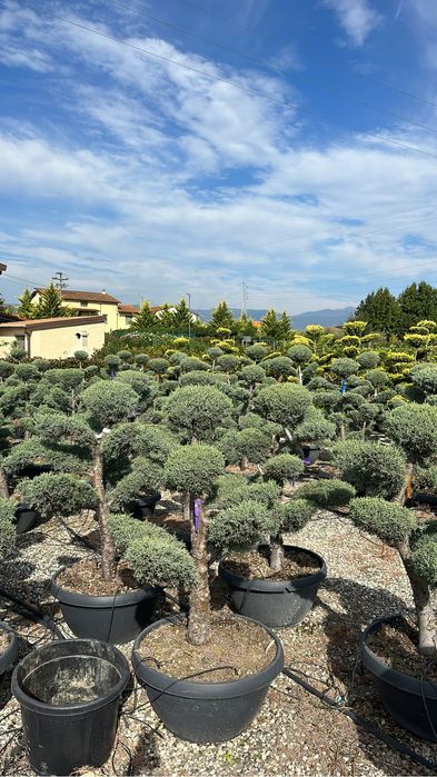 Plante ornametale pentru spati verzi