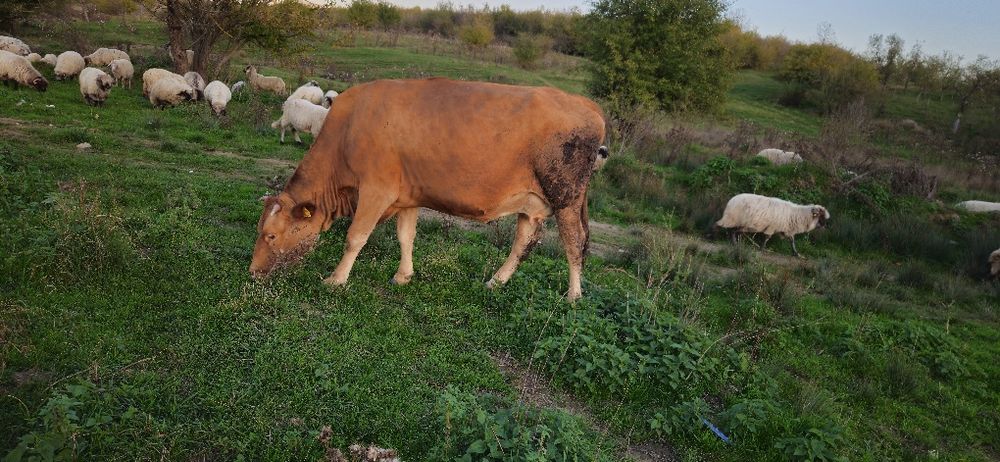Vând vaca baltata românească