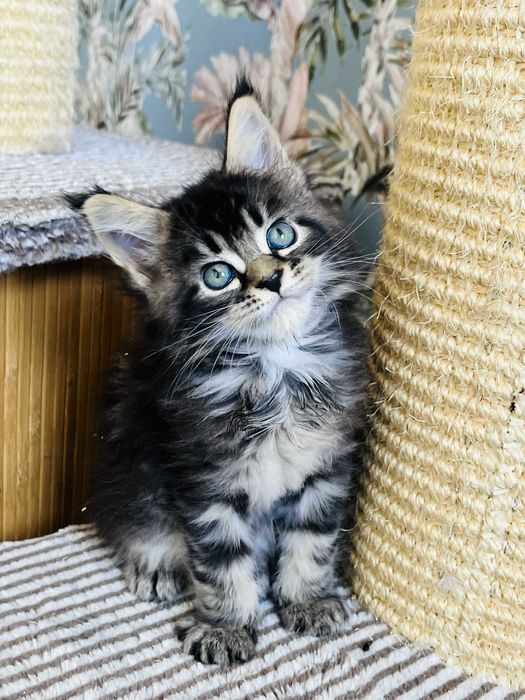 Мейн-куун котенца