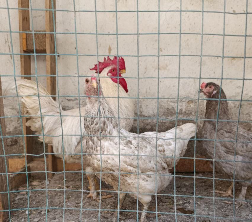 Tovuqlar va Horoz sotaman