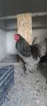 Vând 1 cocoș braham albastru și 1 cocoș cochinchina pitic albastru