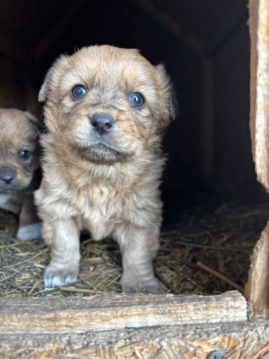 Două cățeleușe caută căsuță noua  (donez)