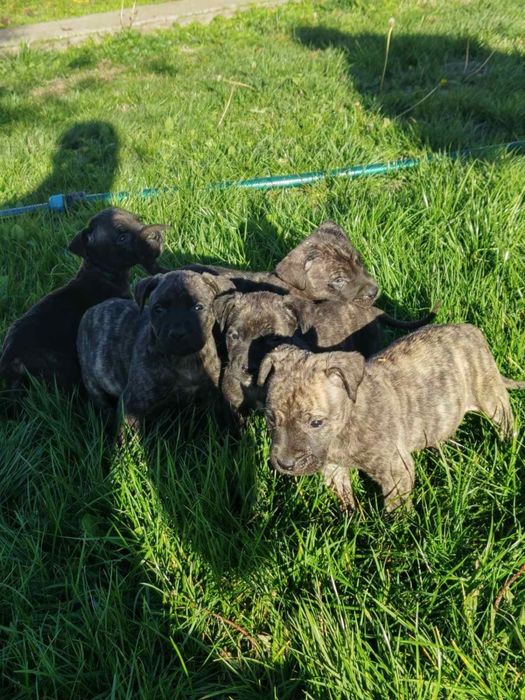 Кучета -Перо де преса канарио