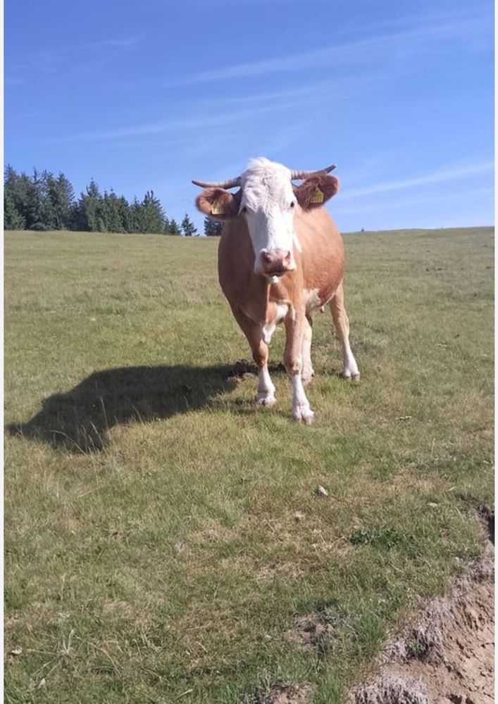 Vand vaca baltata romaneasca