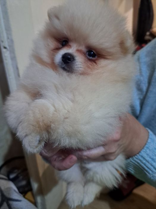 Померан мини шпиц