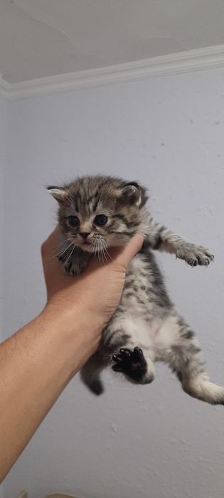 Serebresti Britan Shinshila  mushukcha bolalari sotiladi