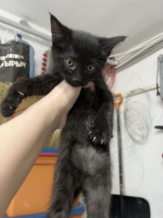 Котята ищут дом