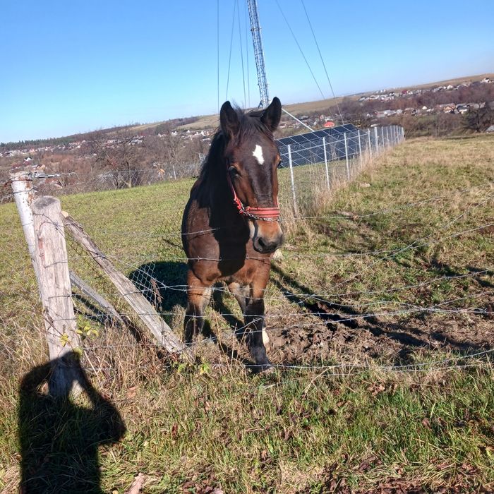 Mânză 1 an și 6 luni