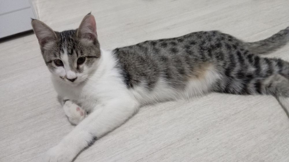 Очаровательный кот, 5 мес., кастрирован, паспорт, лоток+.