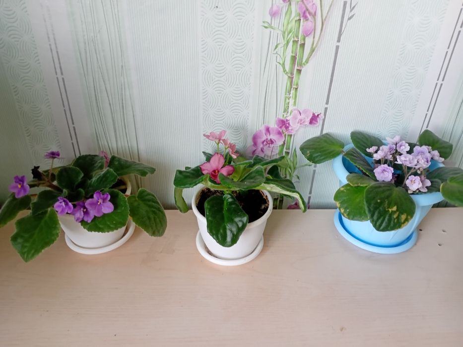 Продам цветущие фиалки