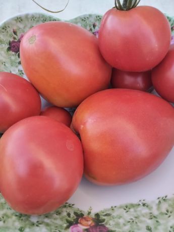 Продам домашние помидоры