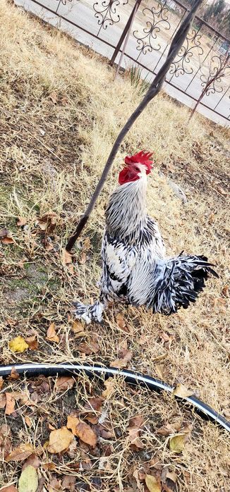 Брама Петушок 1 годик, Мраморный