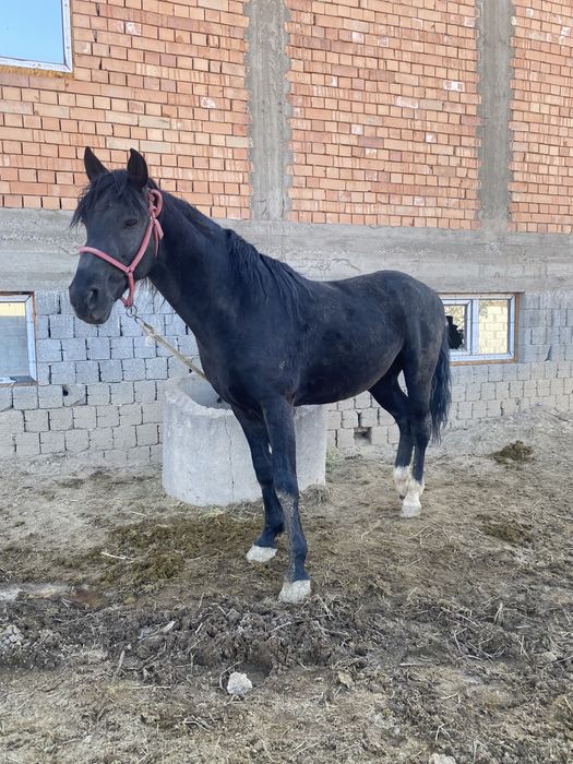 Ат сатылымда, лошадь