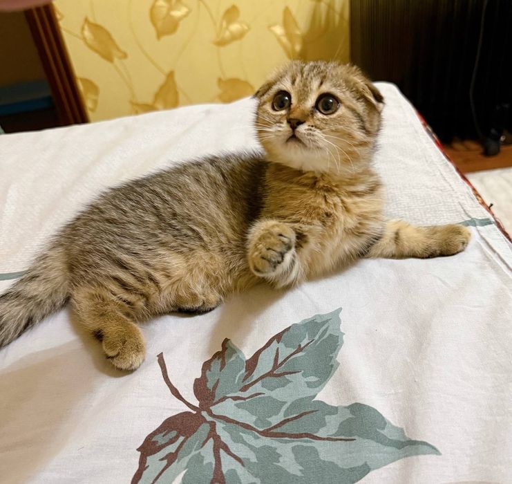 Скотиш фолд золотая шиншилла