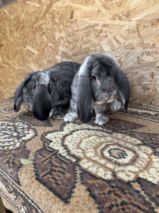 Iepuri berbec german