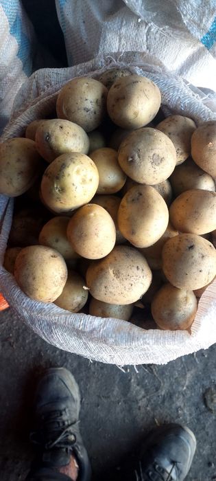 Продаю картофель домашний, среднего размера
