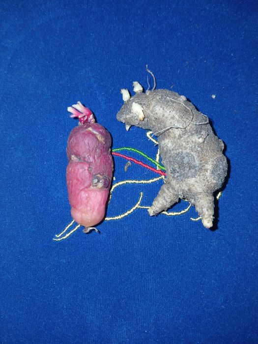 Usturoi elefant perenă , varză kale Daubenton's,ceapă egipteană, oca ,