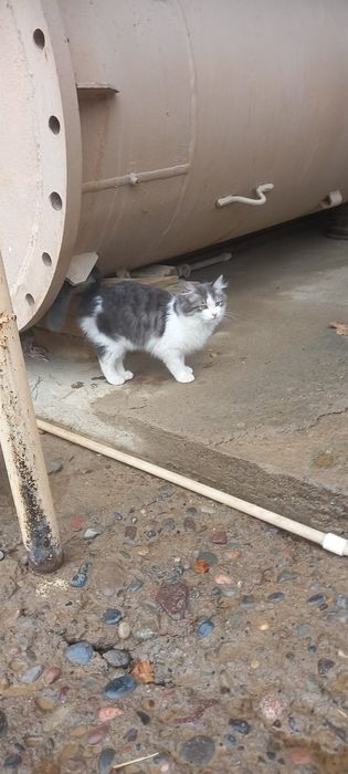 Mushuklar tekinga beriladi