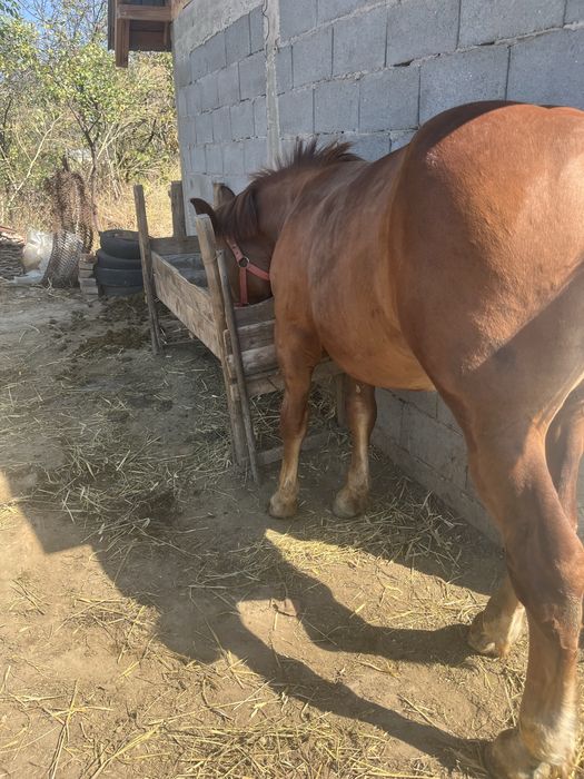 Mânz semi greu de 6 luni de Vanzare