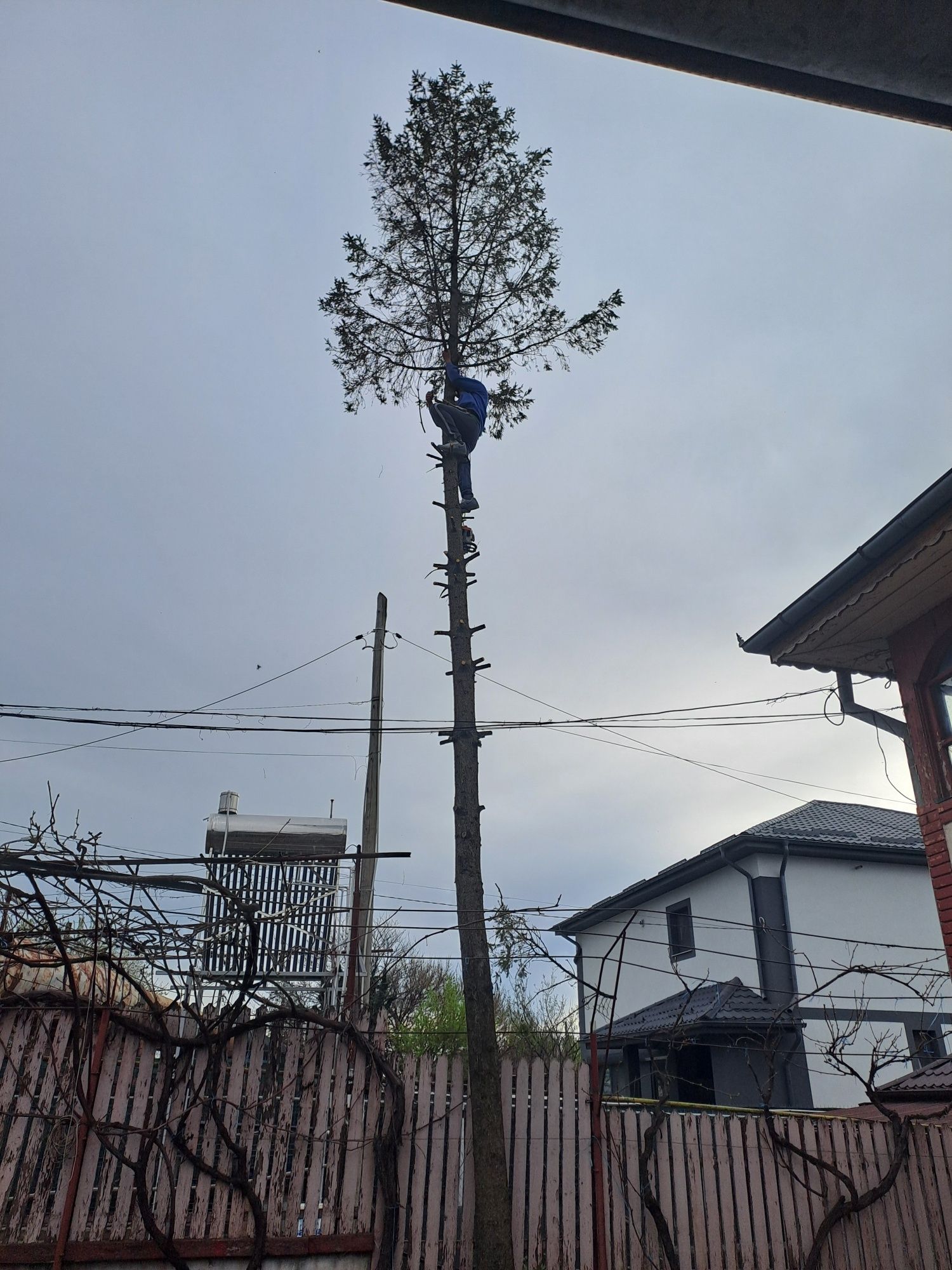 Tăiere/Toaletare Copaci Periculoși.