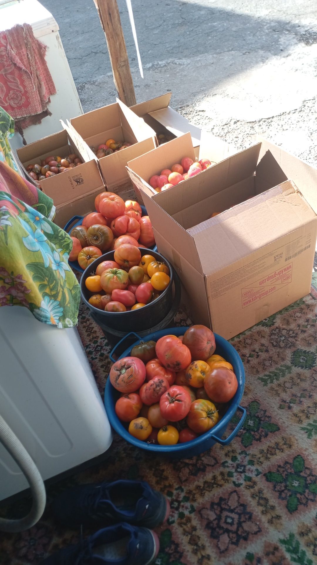 Продам помидоры,разных сортов