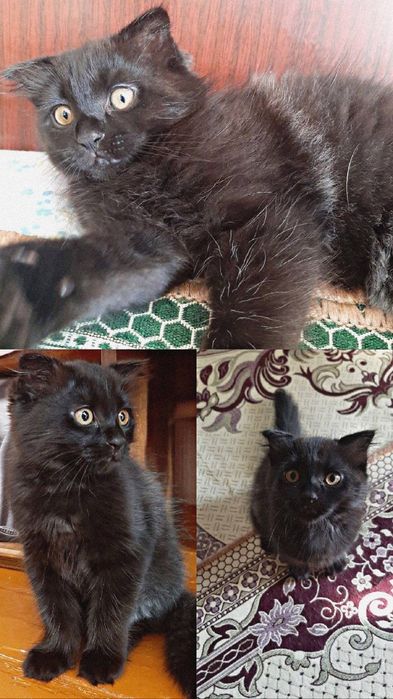 Породистый котёнок Скотиш Фолд 2 месяца