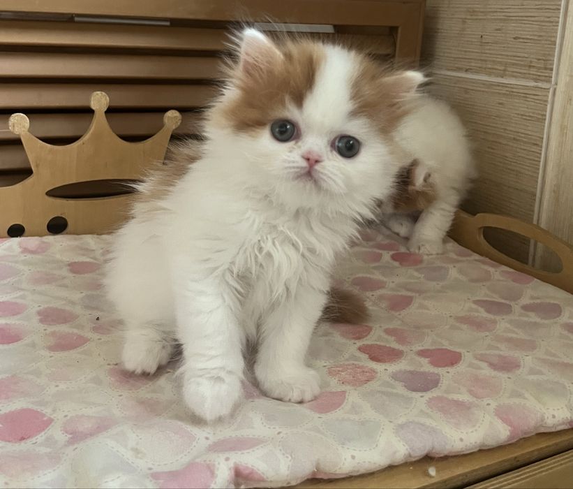 Шотландские прямоухие мальчики готовы к бронированию!