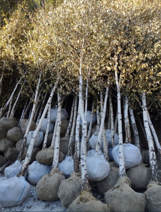 Mesteacan tei platan preț minim