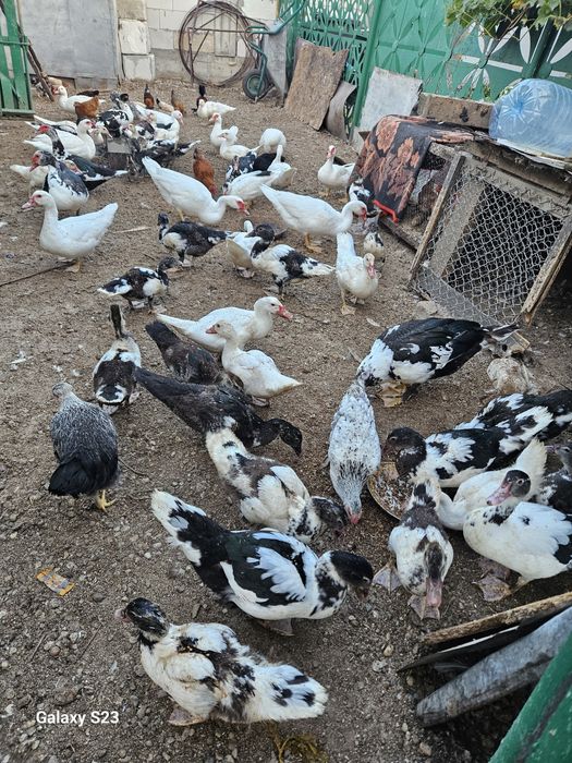 Vand rate lesesti.100 lei bucata