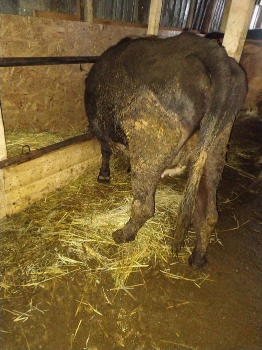 De vânzare 3 vaci gestante preț 55 de milioane bucata fixx