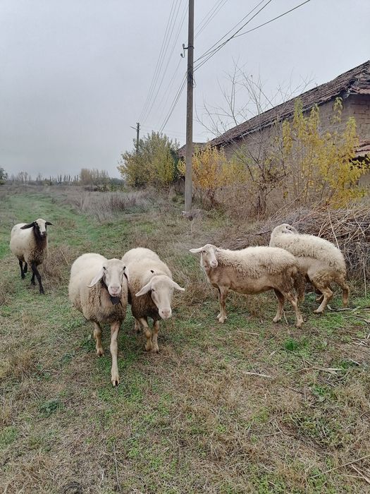 Продавам редовни овце