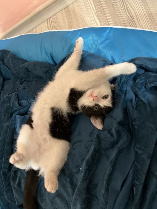 Подарявам мъжко коте