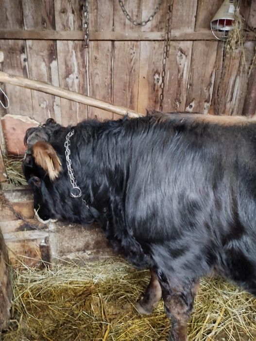 De vânzare tăuraș