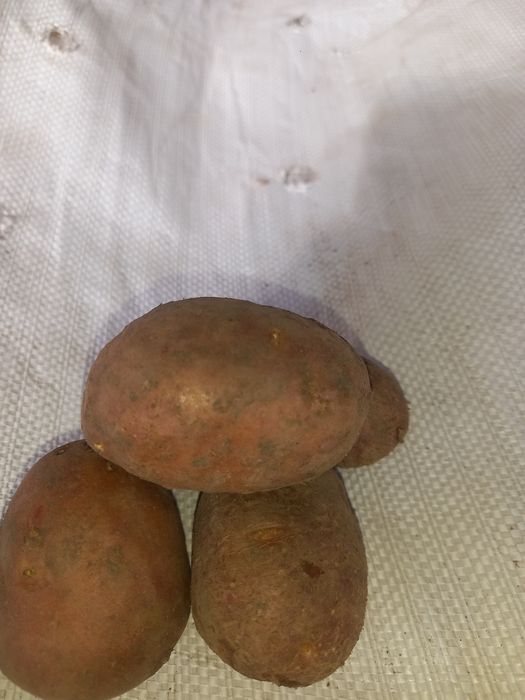 Vând cartofi de sămânţa şi Consum  diferite soiuri