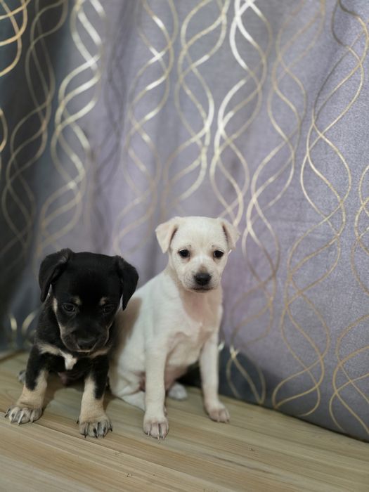 Срочно в хорошие руки ,помесь чихуахуа!