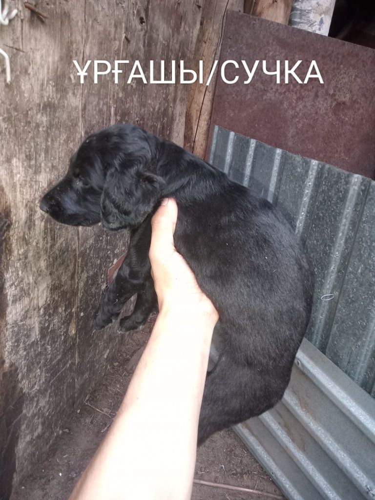 Щенки Тазы/ Тазы күшіктері