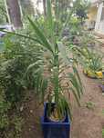 Vand planta Yucca!!!