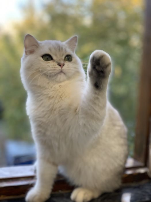 Кошка скотиш страйт