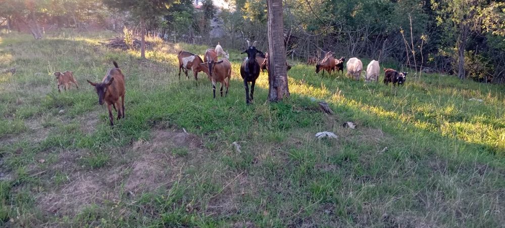 Vând turma  mica de capre