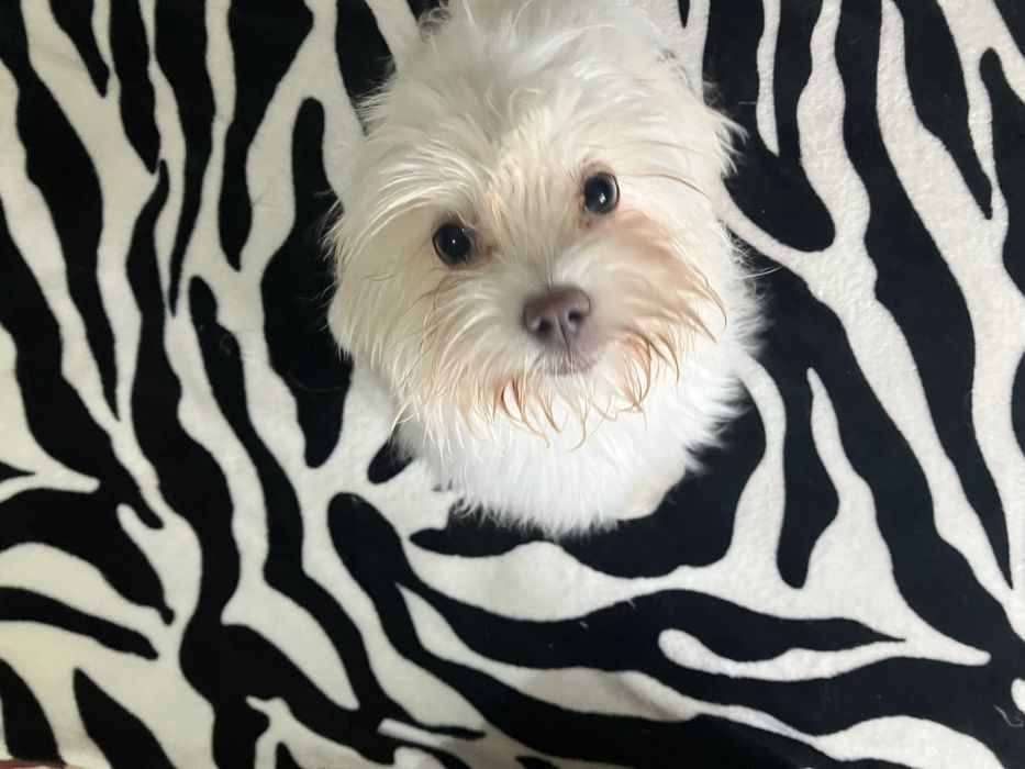 Cățeluş bichon maltez