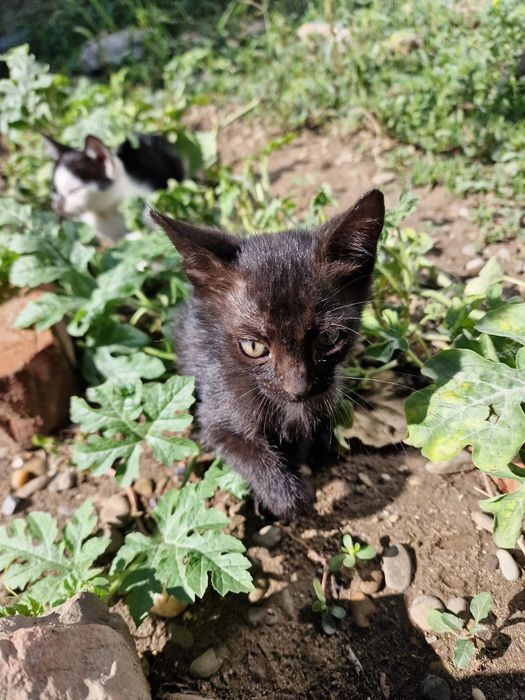 Pui de pisica pentru adopție
