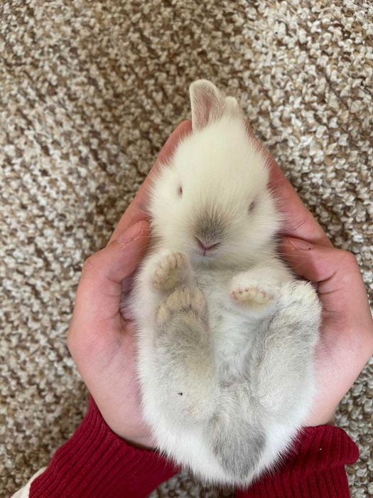 Декоративни зайчета