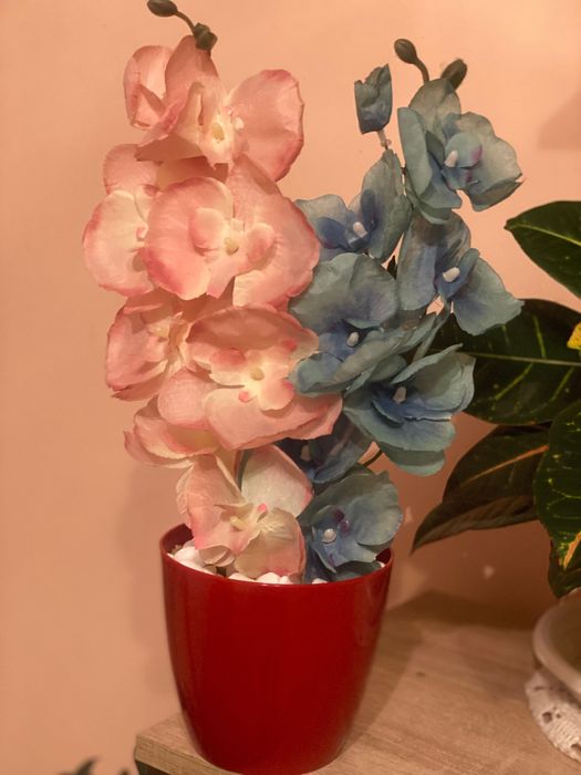 Латексна орхидея