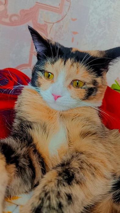 Хэппи ищет дом. Ответственные руки.