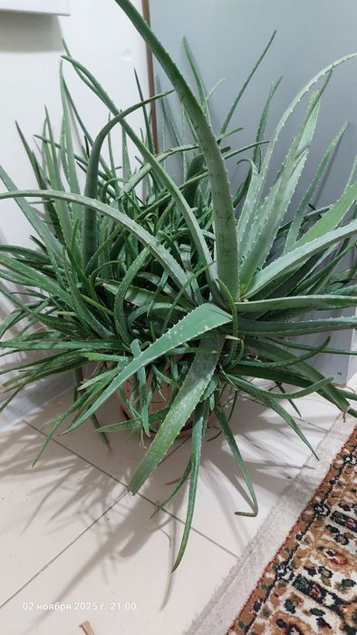Продам Алоэ вера