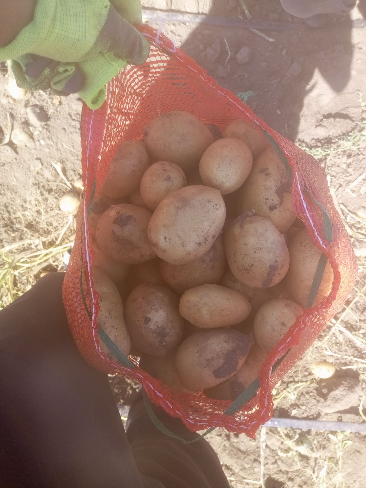 Продаётся картофель ГАЛА