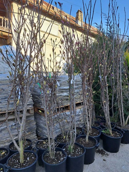 Tuia leylandi, smarald, spirală, pon pon, magnolie, mesteacăn tei