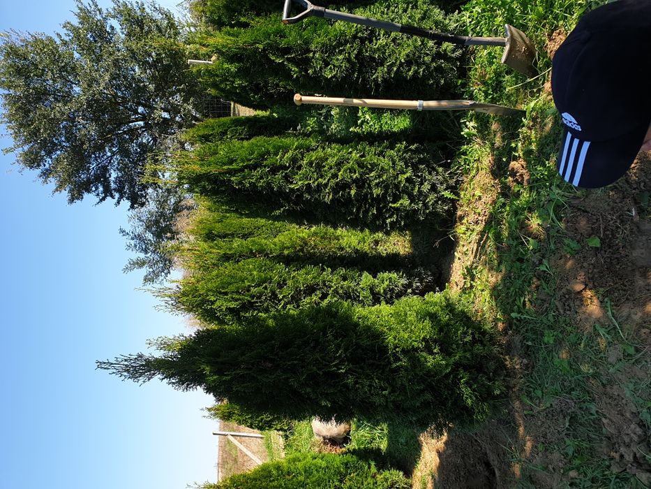 Tuia, brad, mesteacăn, tei, platan, magnolie si multe altele