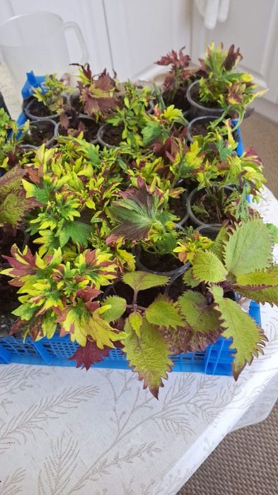 Рассада колеусов ,хризантем.