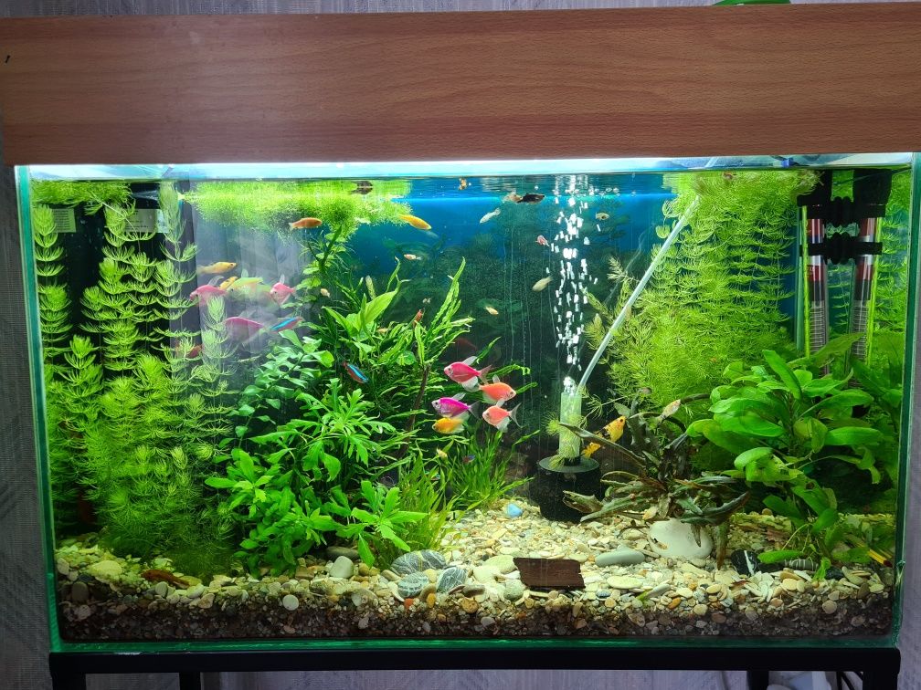 Продам аквариум на 70 литров  укомплектованный